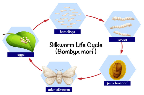 Silkworm Life Cycle Vector Design Print 100% Australian Made Stretched Canvas Ready to Hang - 2422