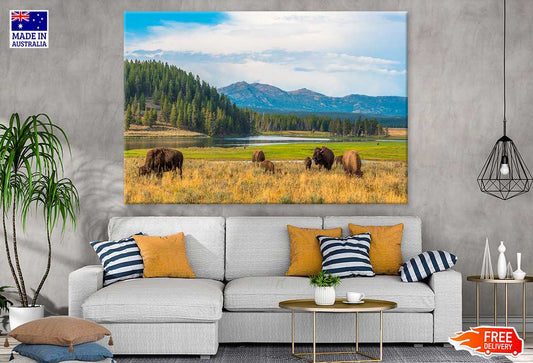 Bison in Yellowstone Park View Print 100% Australian Made Stretched Canvas Ready to Hang - 1240