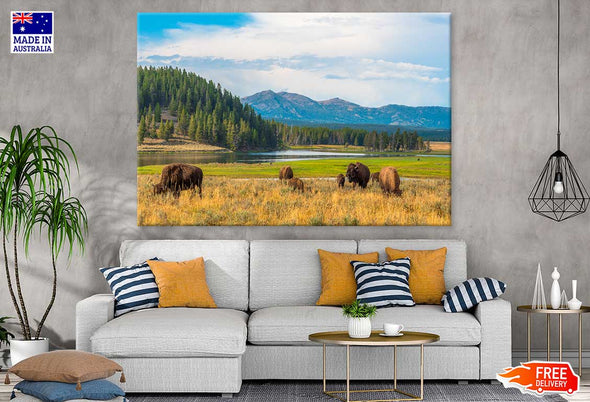 Bison in Yellowstone Park View Print 100% Australian Made Stretched Canvas Ready to Hang - 1240