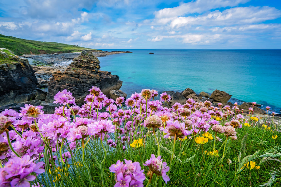 Pink Sea Thrift Flowers Sea View Print 100% Australian Made Stretched Canvas Ready to Hang - 1388