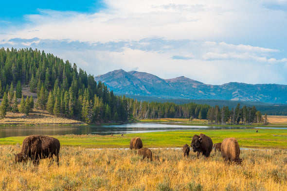 Bison in Yellowstone Park View Print 100% Australian Made Stretched Canvas Ready to Hang - 1240