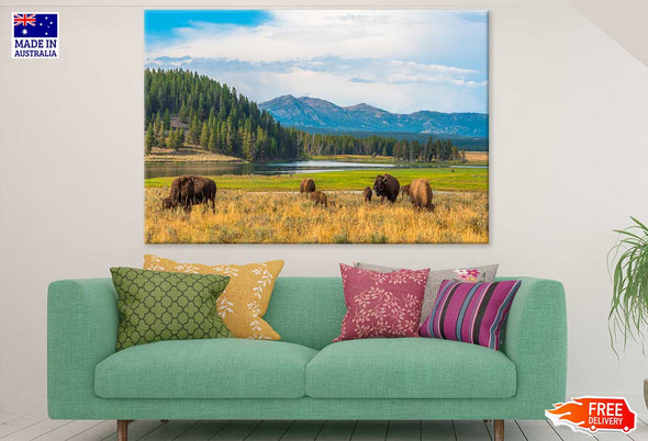 Bison in Yellowstone Park View Print 100% Australian Made Stretched Canvas Ready to Hang - 1240