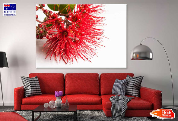 Red Pohutukawa Flower Photograph Print 100% Australian Made Stretched Canvas Ready to Hang - 1590