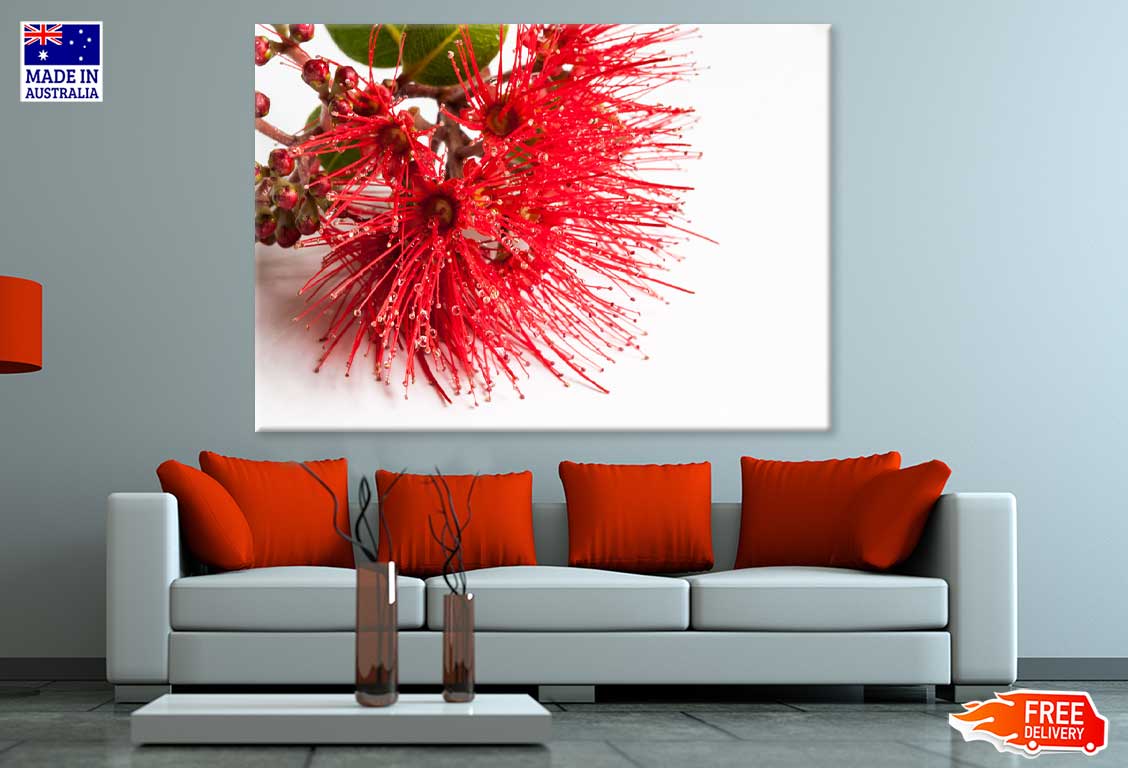 Red Pohutukawa Flower Photograph Print 100% Australian Made Stretched Canvas Ready to Hang - 1590