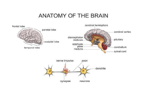 Anatomy of Brain Vector Design Print 100% Australian Made Stretched Canvas Ready to Hang - 2424