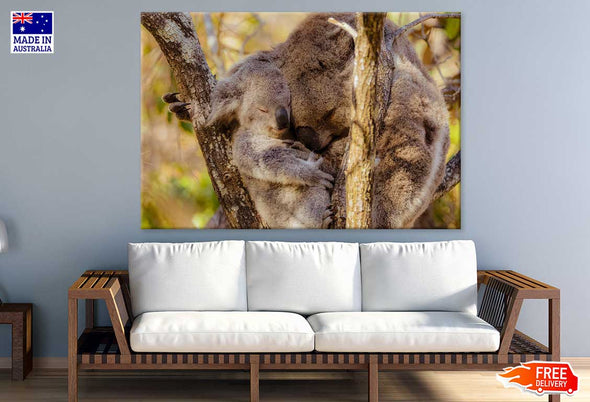 Koala Bear & Joey Photograph Print 100% Australian Made Stretched Canvas Ready to Hang - 1241