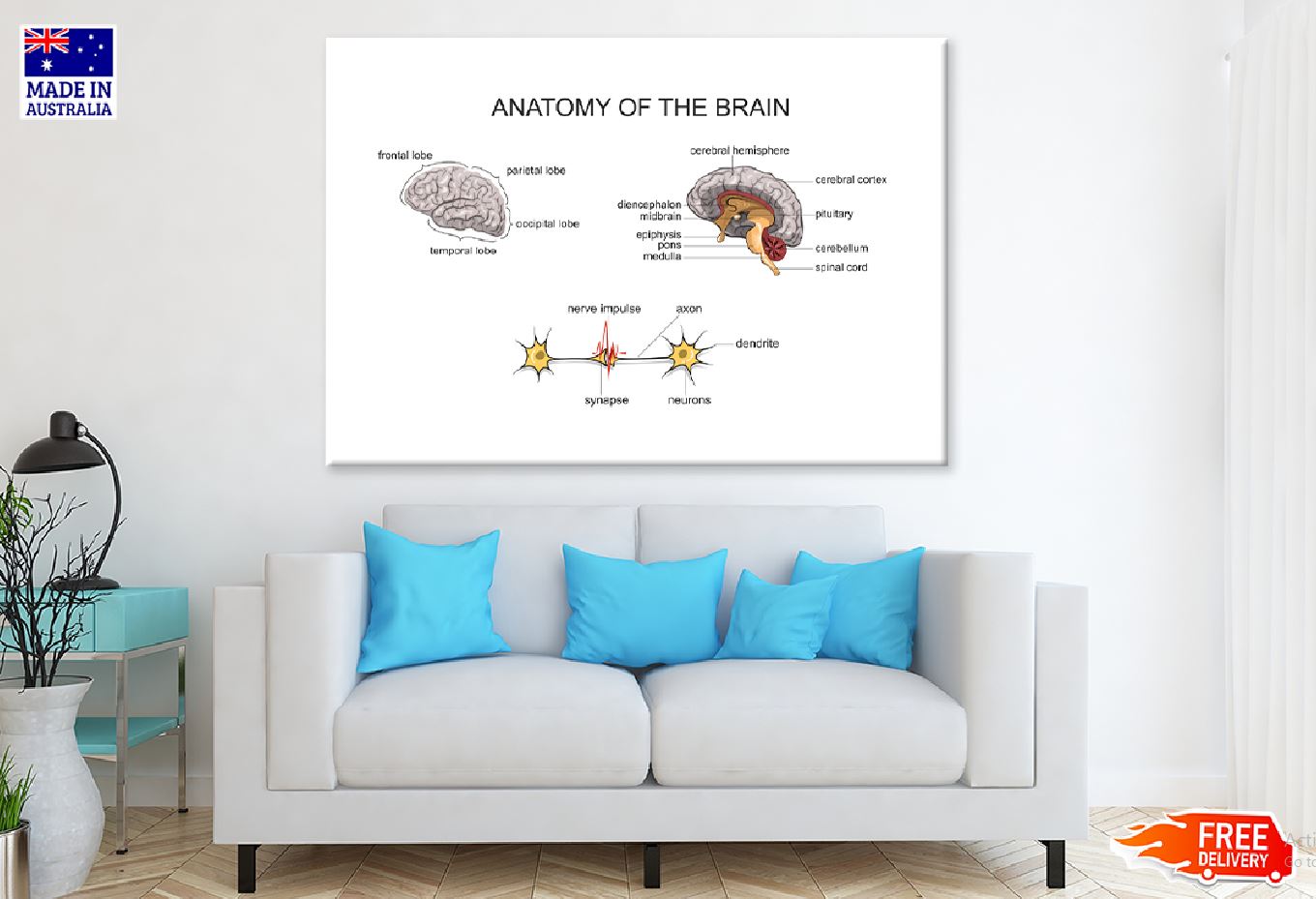 Anatomy of Brain Vector Design Print 100% Australian Made Stretched Canvas Ready to Hang - 2424