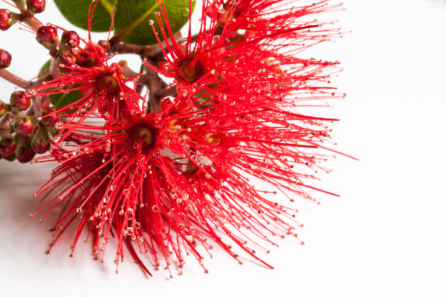 Red Pohutukawa Flower Photograph Print 100% Australian Made Stretched Canvas Ready to Hang - 1590