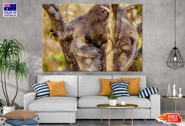 Koala Bear & Joey Photograph Print 100% Australian Made Stretched Canvas Ready to Hang - 1241