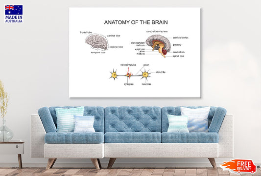 Anatomy of Brain Vector Design Print 100% Australian Made Stretched Canvas Ready to Hang - 2424