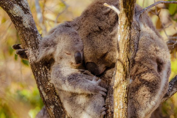 Koala Bear & Joey Photograph Print 100% Australian Made Stretched Canvas Ready to Hang - 1241