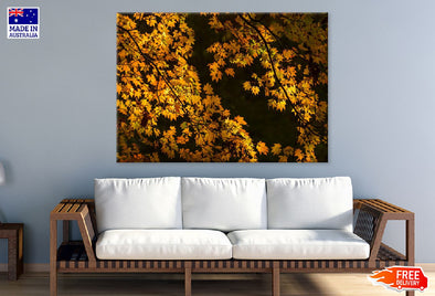 Autumn Yellow Leaves Tree View Print 100% Australian Made Stretched Canvas Ready to Hang - 1683