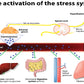 Activation of Stress System Vector Print 100% Australian Made Stretched Canvas Ready to Hang - 2388
