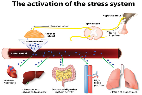 Activation of Stress System Vector Print 100% Australian Made Stretched Canvas Ready to Hang - 2388