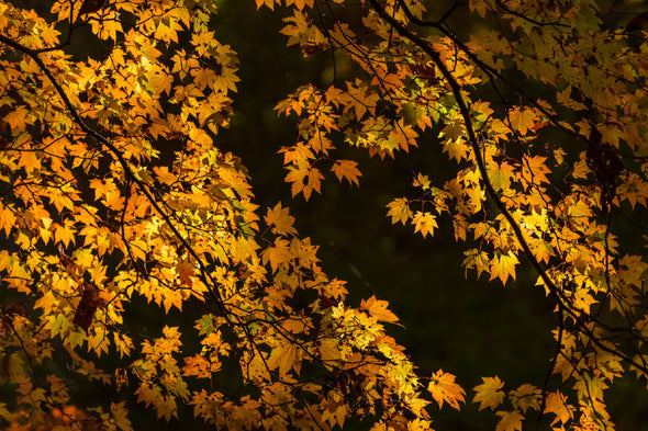 Autumn Yellow Leaves Tree View Print 100% Australian Made Stretched Canvas Ready to Hang - 1683