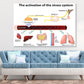 Activation of Stress System Vector Print 100% Australian Made Stretched Canvas Ready to Hang - 2388
