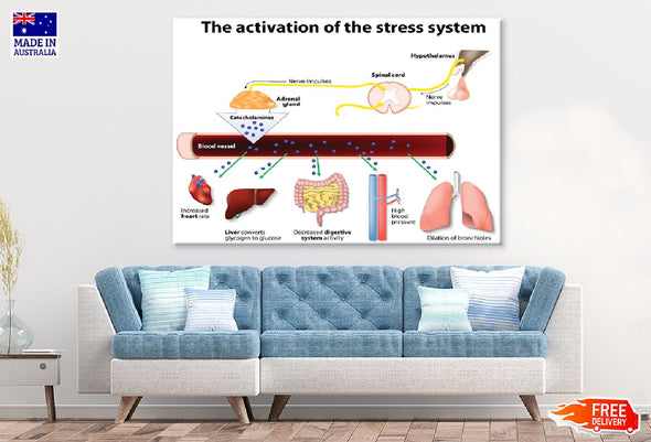 Activation of Stress System Vector Print 100% Australian Made Stretched Canvas Ready to Hang - 2388