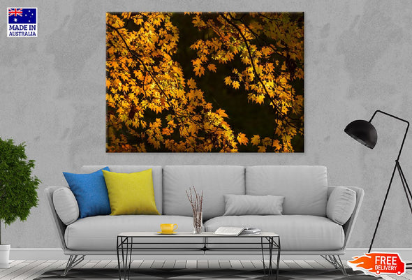 Autumn Yellow Leaves Tree View Print 100% Australian Made Stretched Canvas Ready to Hang - 1683