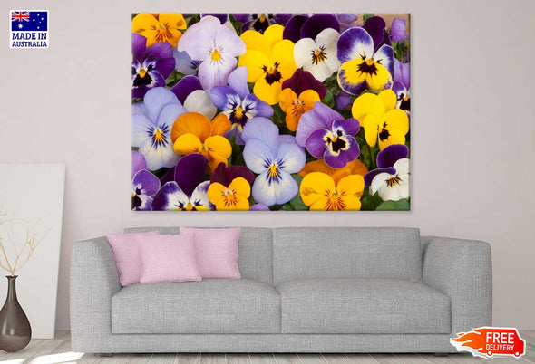 Purple Yellow Blue Pansy Flowers Print 100% Australian Made Stretched Canvas Ready to Hang - 1554