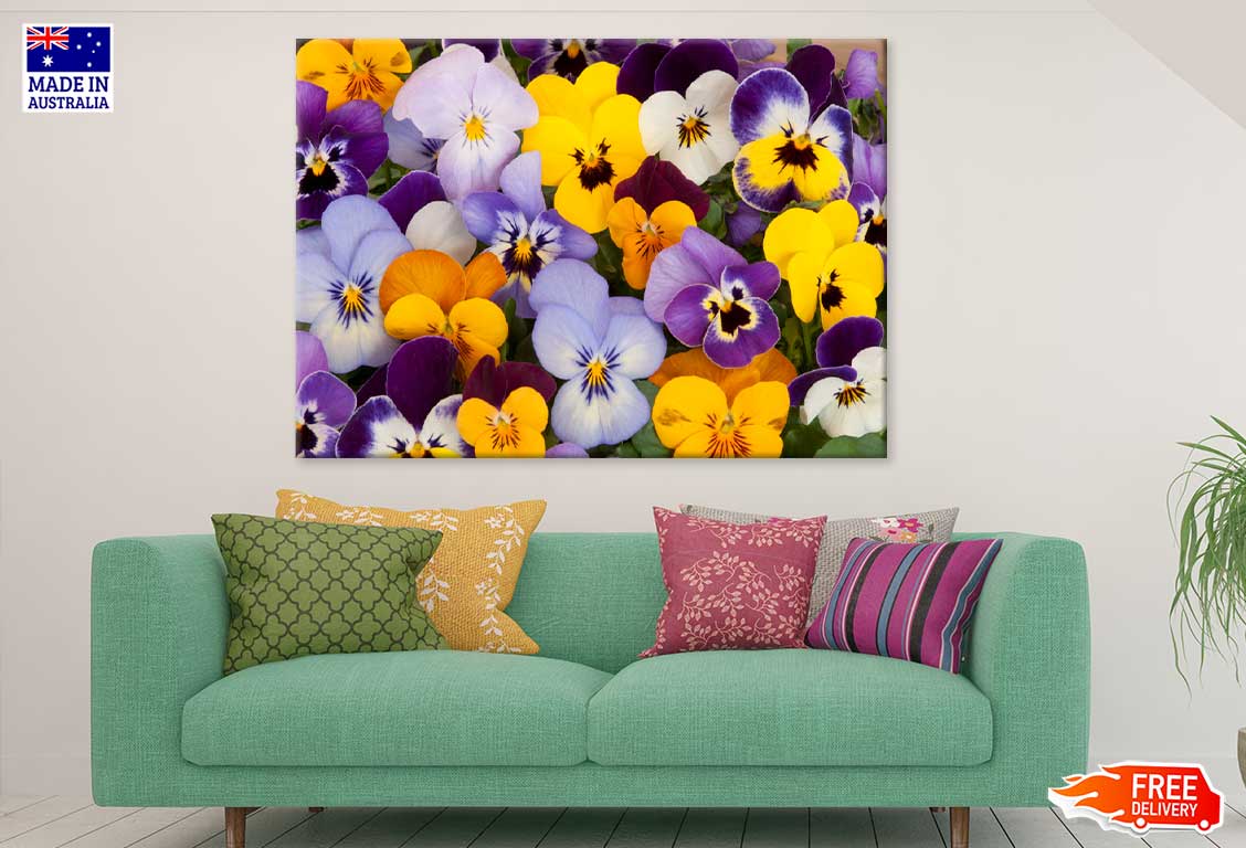 Purple Yellow Blue Pansy Flowers Print 100% Australian Made Stretched Canvas Ready to Hang - 1554