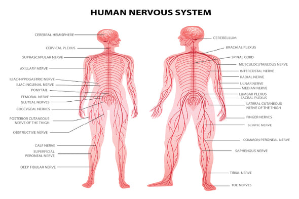 Male & Female Body Anatomy Vector Print 100% Australian Made Stretched Canvas Ready to Hang - 1662