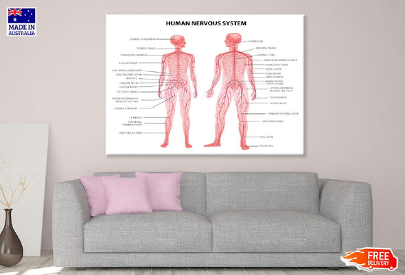 Male & Female Body Anatomy Vector Print 100% Australian Made Stretched Canvas Ready to Hang - 1662