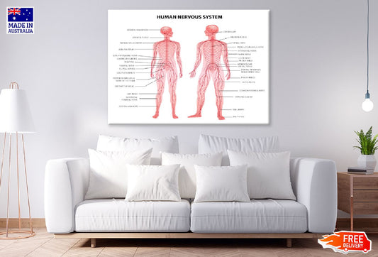 Male & Female Body Anatomy Vector Print 100% Australian Made Stretched Canvas Ready to Hang - 1662