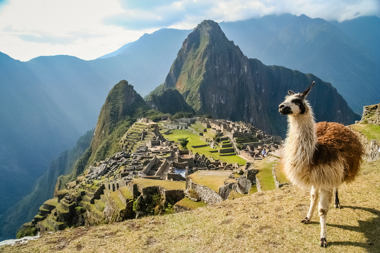 Llama in Ancient Inca Town View Print 100% Australian Made Stretched Canvas Ready to Hang - 1205