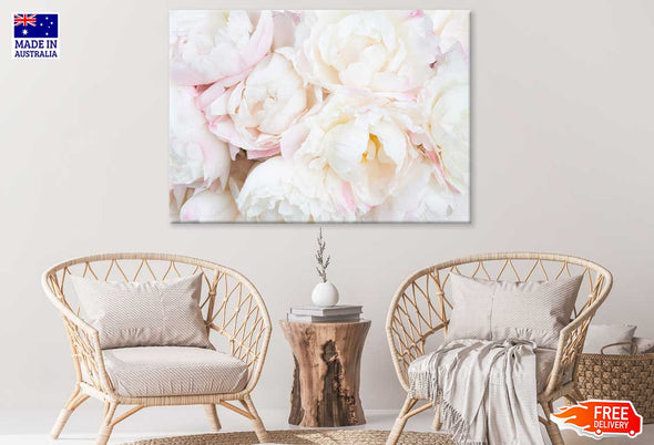 Pink & White Peonies Closeup View Print 100% Australian Made Stretched Canvas Ready to Hang - 1591