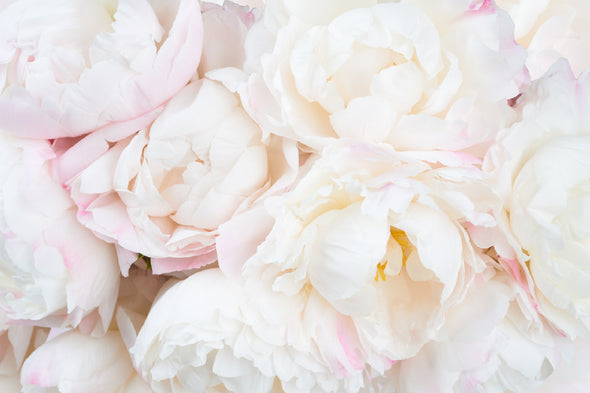 Pink & White Peonies Closeup View Print 100% Australian Made Stretched Canvas Ready to Hang - 1591