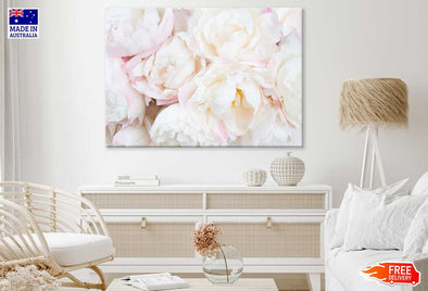 Pink & White Peonies Closeup View Print 100% Australian Made Stretched Canvas Ready to Hang - 1591