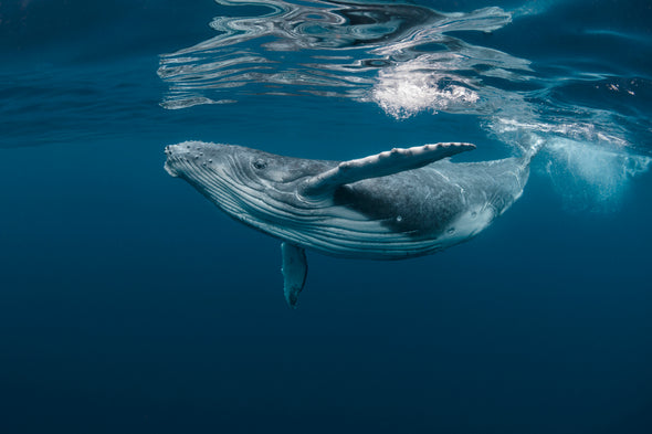 Blue Whale in Ocean Photograph Print 100% Australian Made Stretched Canvas Ready to Hang - 1242