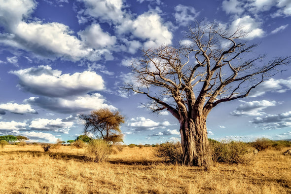 Dead Tree in Savanna Plains View Print 100% Australian Made Stretched Canvas Ready to Hang - 1721