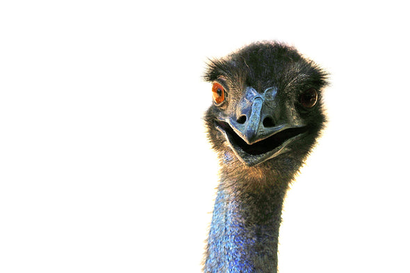 Ostrich Face Closeup Photograph Print 100% Australian Made Stretched Canvas Ready to Hang - 1243