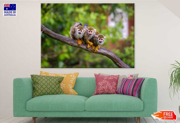 Funny Squirrel Monkeys Photograph Print 100% Australian Made Stretched Canvas Ready to Hang - 1244