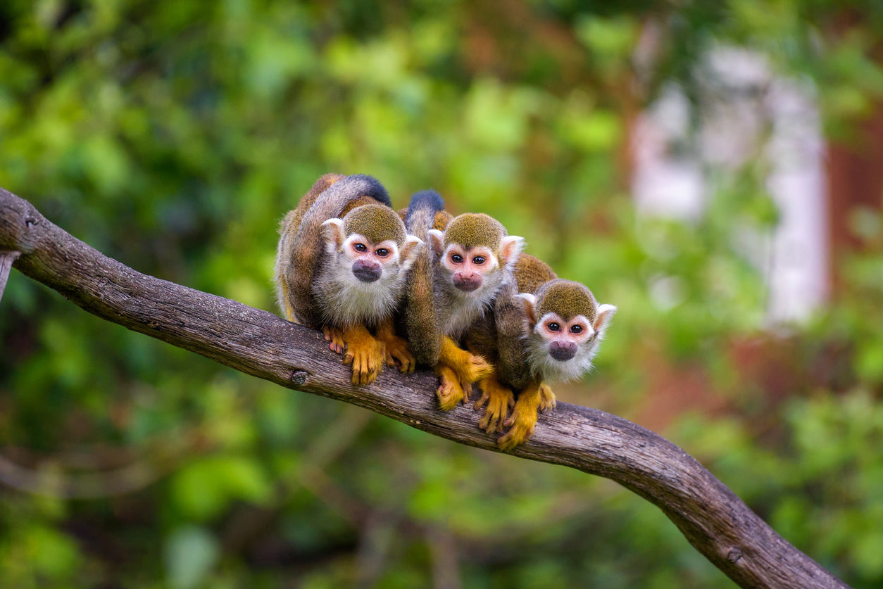 Funny Squirrel Monkeys Photograph Print 100% Australian Made Stretched Canvas Ready to Hang - 1244