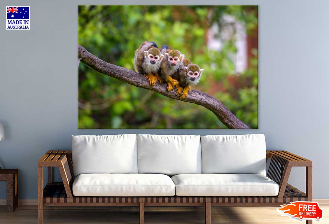 Funny Squirrel Monkeys Photograph Print 100% Australian Made Stretched Canvas Ready to Hang - 1244