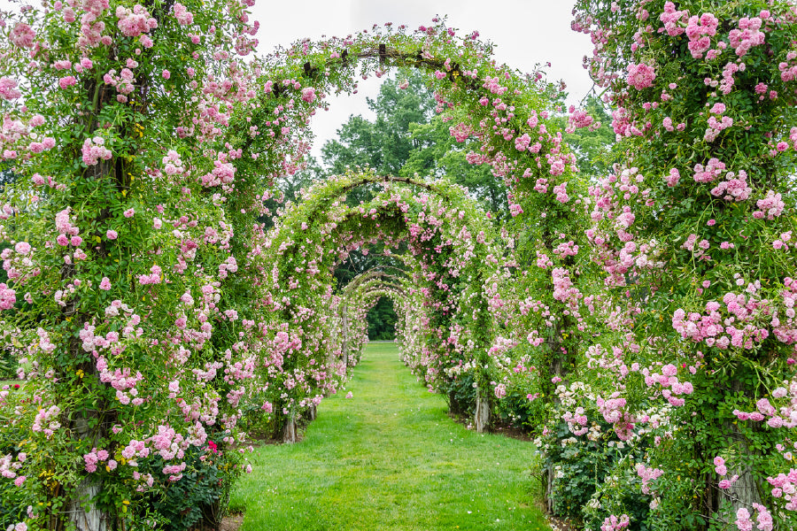 Elizabeth Rose Garden Photograph Print 100% Australian Made Stretched Canvas Ready to Hang - 1593