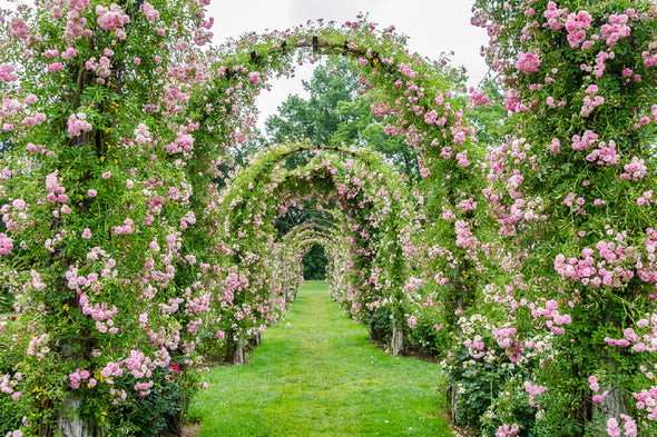 Elizabeth Rose Garden Photograph Print 100% Australian Made Stretched Canvas Ready to Hang - 1593