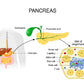Pancreas Anatomy Vector Illustration Print 100% Australian Made Stretched Canvas Ready to Hang - 2427