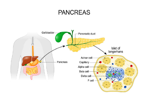 Pancreas Anatomy Vector Illustration Print 100% Australian Made Stretched Canvas Ready to Hang - 2427