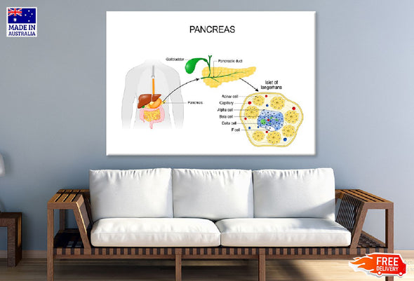 Pancreas Anatomy Vector Illustration Print 100% Australian Made Stretched Canvas Ready to Hang - 2427