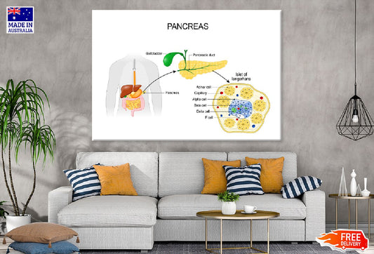 Pancreas Anatomy Vector Illustration Print 100% Australian Made Stretched Canvas Ready to Hang - 2427