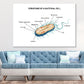 Bacterial Cell Structure Vector Print 100% Australian Made Stretched Canvas Ready to Hang - 2428