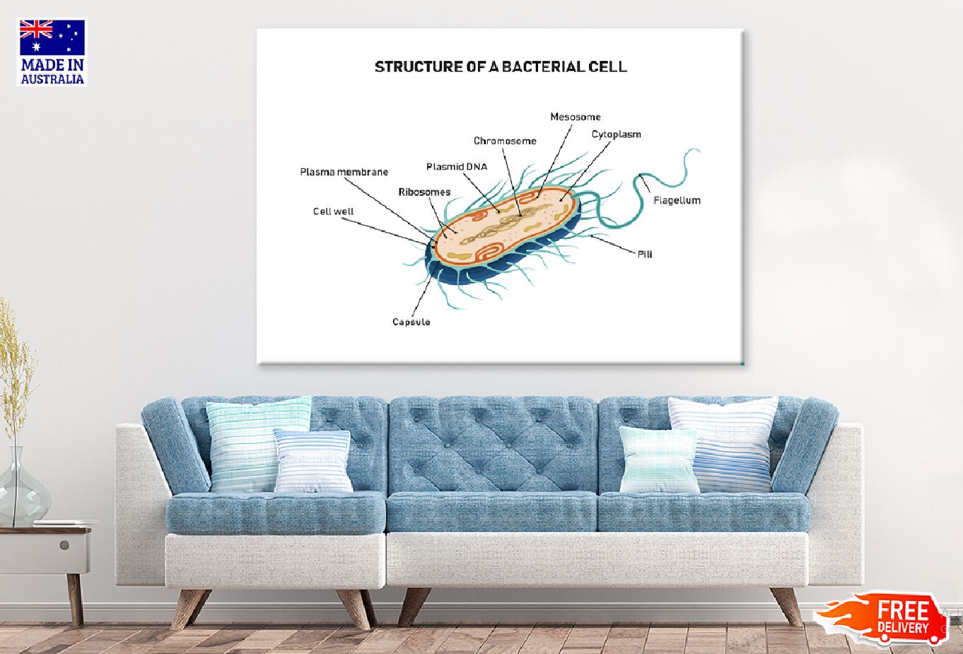 Bacterial Cell Structure Vector Print 100% Australian Made Stretched Canvas Ready to Hang - 2428