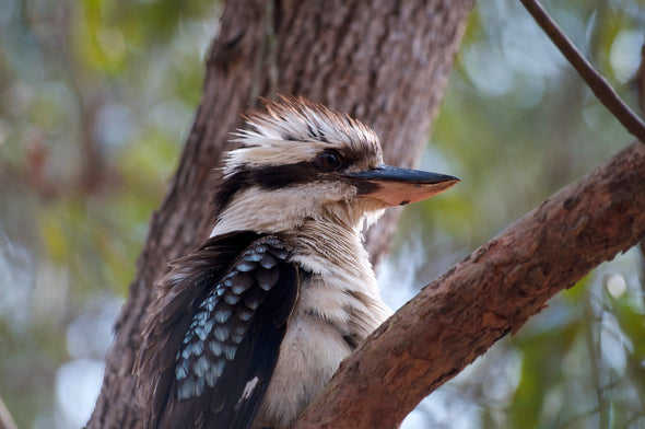 Kookaburra on Tree Closeup View Print 100% Australian Made Stretched Canvas Ready to Hang - 1245