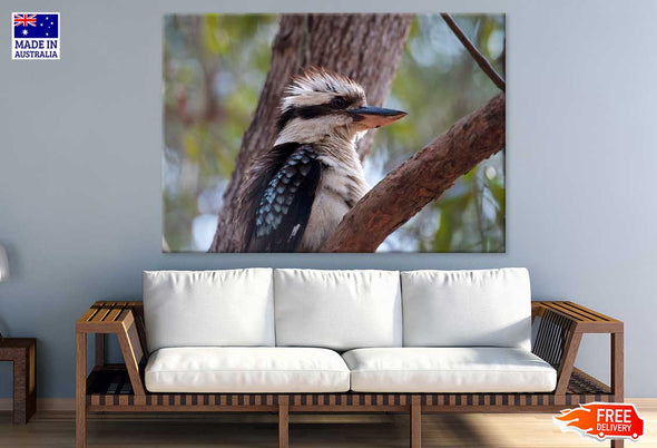 Kookaburra on Tree Closeup View Print 100% Australian Made Stretched Canvas Ready to Hang - 1245