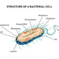 Bacterial Cell Structure Vector Print 100% Australian Made Stretched Canvas Ready to Hang - 2428