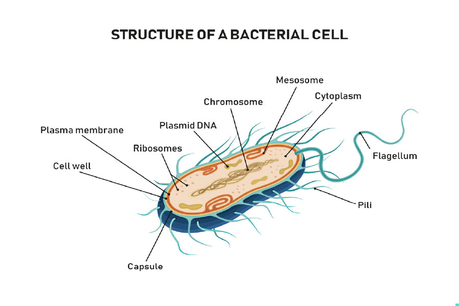 Bacterial Cell Structure Vector Print 100% Australian Made Stretched Canvas Ready to Hang - 2428