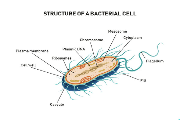 Bacterial Cell Structure Vector Print 100% Australian Made Stretched Canvas Ready to Hang - 2428